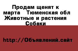 Продам щенят к 8 марта - Тюменская обл. Животные и растения » Собаки   